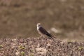 Female American kestrel bird, Falco sparverius Royalty Free Stock Photo